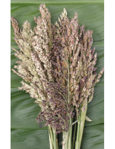 Wholesale Oats Grower's Bunch | FloraSource