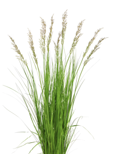 Wholesale Fountain Grass Grower's Bunch | FloraSource