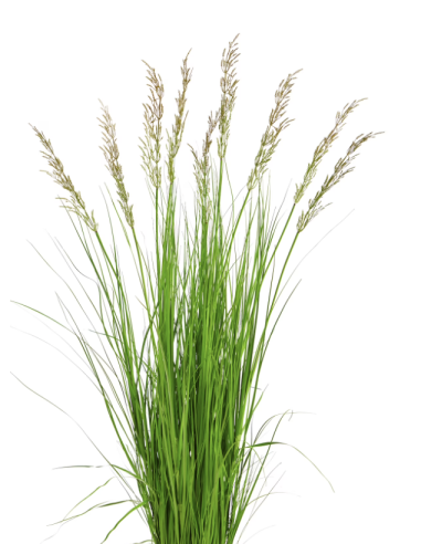 Wholesale Fountain Grass Grower's Bunch | FloraSource