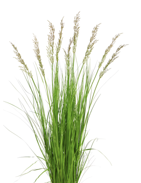 Wholesale Fountain Grass Grower's Bunch | FloraSource