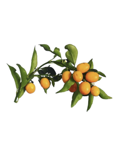 Wholesale Fruiting Kumquat Branches Grower's Bunch | FloraSource