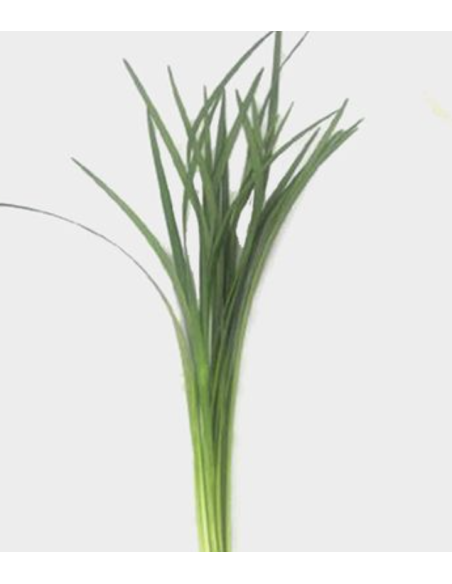 Wholesale Lily Grass Grower's Bunch (Variegated & Green) | FloraSource