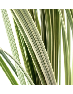 Wholesale Lily Grass Grower's Bunch (Variegated & Green) | FloraSource 2
