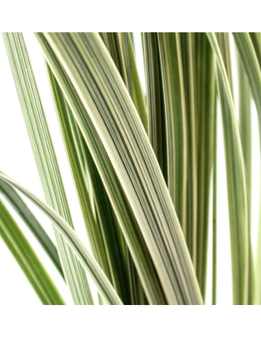 Wholesale Lily Grass Grower's Bunch (Variegated & Green) | FloraSource