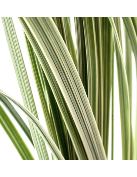 Wholesale Lily Grass Grower's Bunch (Variegated & Green) | FloraSource