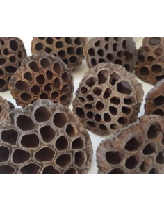 holesale Lotus Pods 10 Stems | FloraSource