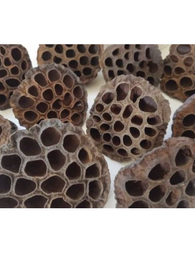 holesale Lotus Pods 10 Stems | FloraSource