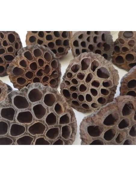 holesale Lotus Pods 10 Stems | FloraSource