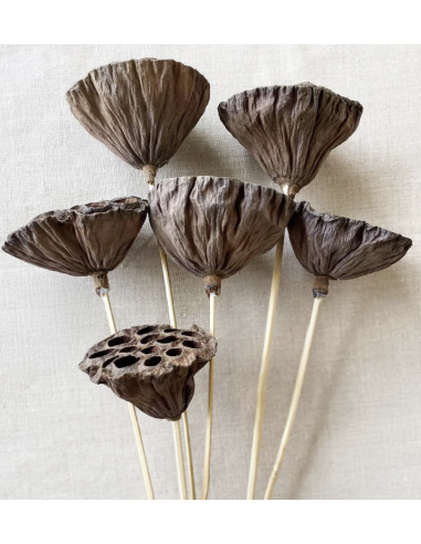 holesale Lotus Pods 10 Stems | FloraSource