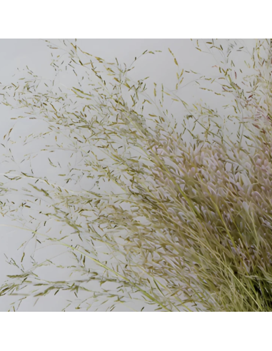 Wholesale Reddish Love Grass Grower's Bunch | FloraSource