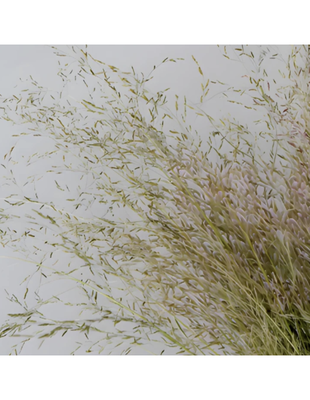 Wholesale Reddish Love Grass Grower's Bunch | FloraSource