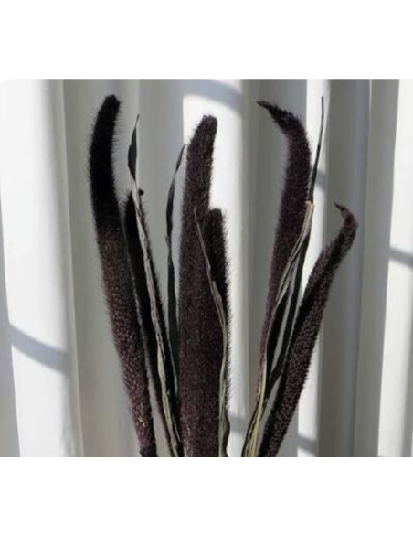 Wholesale Ornamental Millet Grower's Bunch (Purple, Green, Bronze) | FloraSource