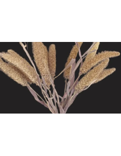 Wholesale Ornamental Millet Grower's Bunch (Purple, Green, Bronze) | FloraSource 2