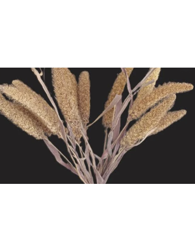 Wholesale Ornamental Millet Grower's Bunch (Purple, Green, Bronze) | FloraSource