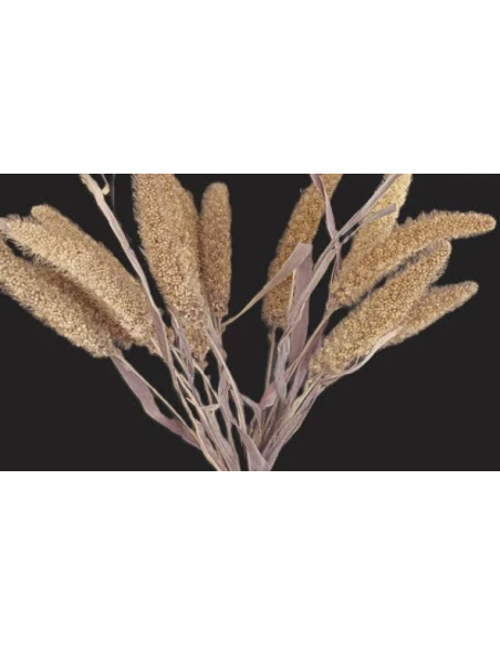Wholesale Ornamental Millet Grower's Bunch (Purple, Green, Bronze) | FloraSource