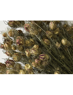 Wholesale Nigella Pods 10 Stems | Flowerbunches