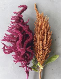 Fresh Upright Red or Bronze Amaranthus (10 Stems) | Wholesale Foliage