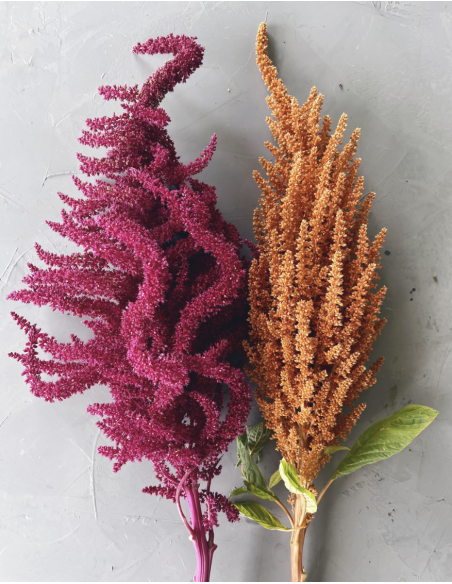 Fresh Upright Red or Bronze Amaranthus (10 Stems) | Wholesale Foliage