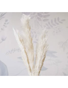 Wholesale Fresh Pampas Grass 10 Stems | Flowerbunches