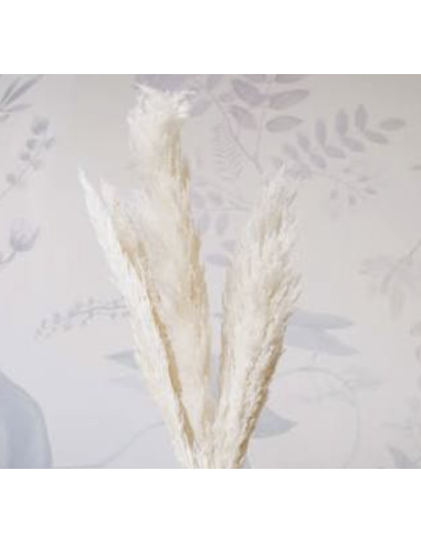 Wholesale Fresh Pampas Grass 10 Stems | Flowerbunches