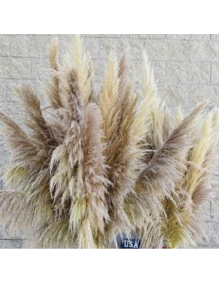 Wholesale Fresh Pampas Grass 10 Stems | Flowerbunches