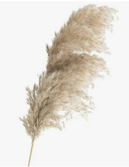 Wholesale Fresh Pampas Grass 10 Stems | Flowerbunches