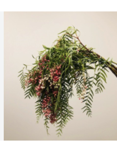 Wholesale Hanging Pepperberry 10 Stems | Flowerbunches