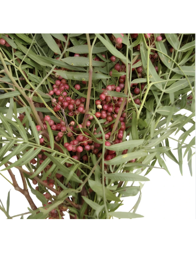 Wholesale Hanging Pepperberry 10 Stems | Flowerbunches
