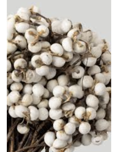 Wholesale Tallowberry Tips Grower's Bunch | Flowerbunches