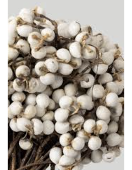 Wholesale Tallowberry Tips Grower's Bunch | Flowerbunches