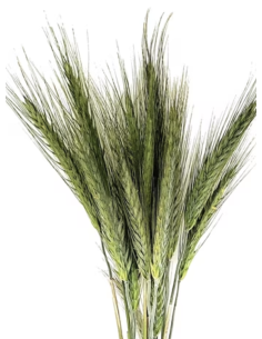 Wholesale Wheat Grower's Bunch | Flowerbunches