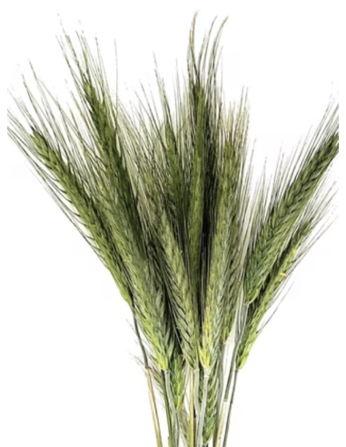 Wholesale Wheat Grower's Bunch | Flowerbunches