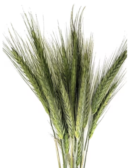 Wholesale Wheat Grower's Bunch | Flowerbunches