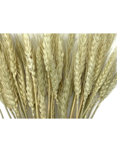 Wholesale Wheat Grower's Bunch | Flowerbunches 2