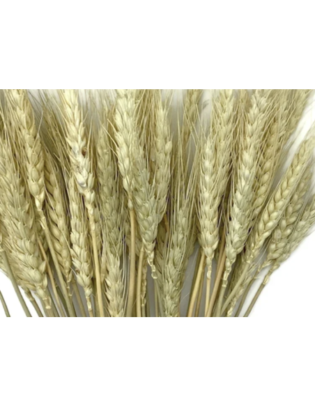 Wholesale Wheat Grower's Bunch | Flowerbunches