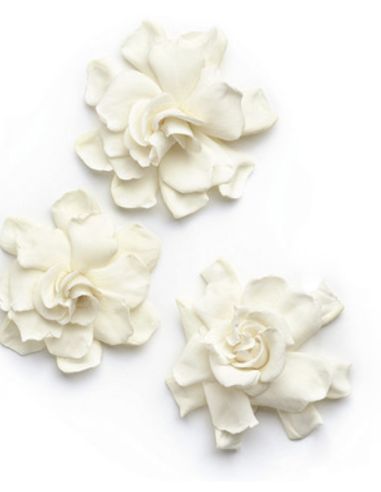 : Wholesale Gardenia 3 Pack | Flowerbunches