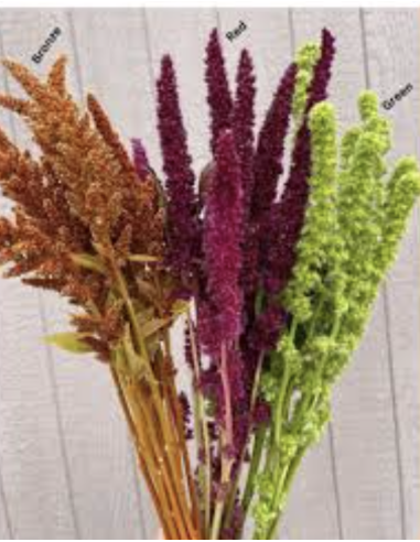 Fresh Upright Red or Bronze Amaranthus (10 Stems) | Wholesale Foliage