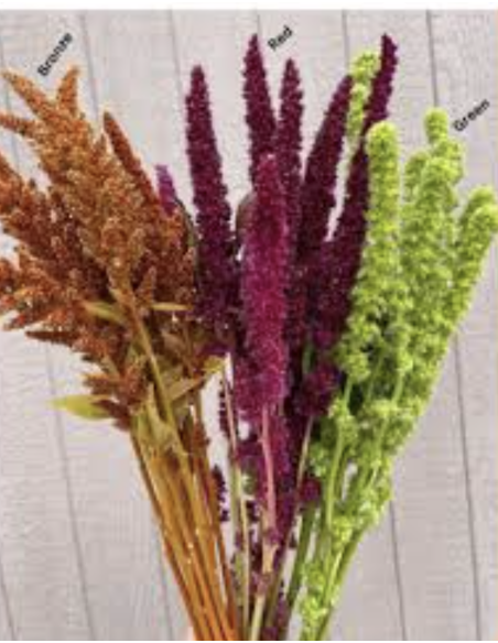 Fresh Upright Red or Bronze Amaranthus (10 Stems) | Wholesale Foliage
