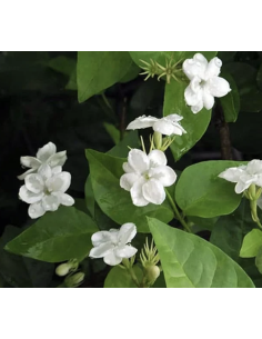 Wholesale Flowering Jasmine Vine Grower's Bunch | Flowerbunches