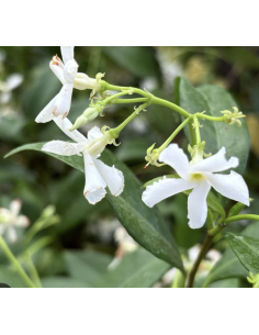 Wholesale Flowering Jasmine Vine Grower's Bunch | Flowerbunches 2