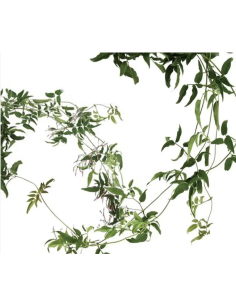 Wholesale Flowering Jasmine Vine Grower's Bunch | Flowerbunches