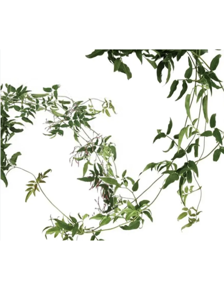 Wholesale Flowering Jasmine Vine Grower's Bunch | Flowerbunches