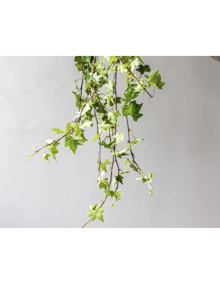 Wholesale Mini Ivy 10 Stems (Green & Variegated) | Flowerbunches