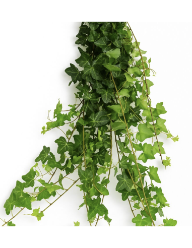 Wholesale Mini Ivy 10 Stems (Green & Variegated) | Flowerbunches