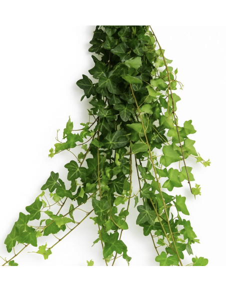Wholesale Mini Ivy 10 Stems (Green & Variegated) | Flowerbunches