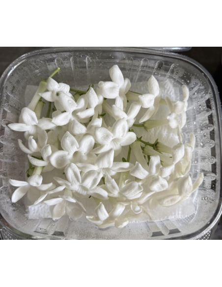 Wholesale Stephanotis 25 Blooms | Flowerbunches