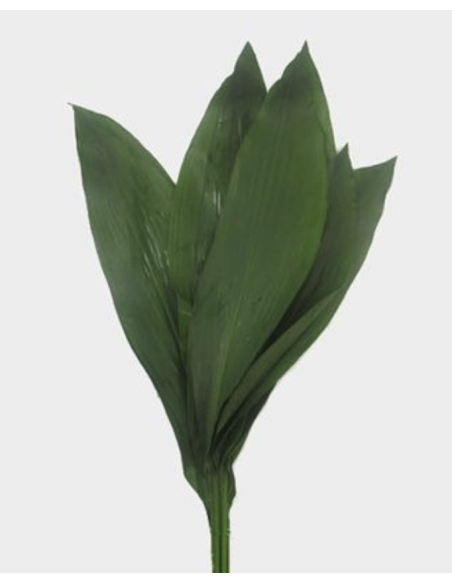 wholesale Green Aspidistra 10 Stems | Flowerbunches
