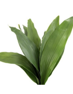 wholesale Green Aspidistra 10 Stems | Flowerbunches 2