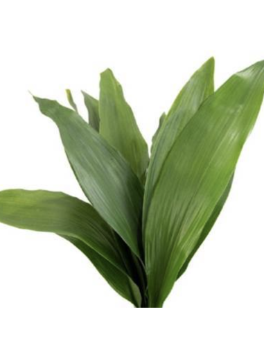 wholesale Green Aspidistra 10 Stems | Flowerbunches