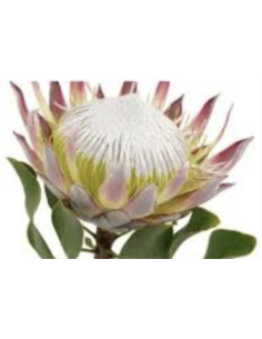 Fresh Pink King Protea Stems | Wholesale Exotic Flowers